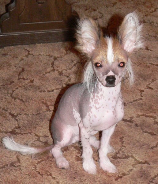 Chihuahua Chinese Crested Mix Dog